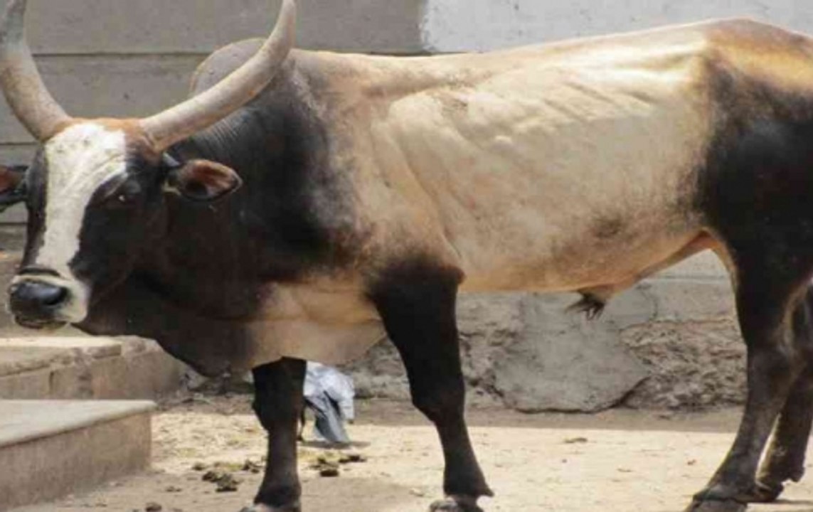 Watch: Angry Bull Hits Car At Parking Area Of Hajipur Railway Station