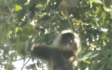 Forest Department Creates 'Setu' To Save Stranded Monkeys In Kanker