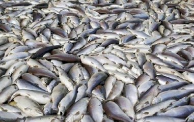 40 Khabar: Truck Carrying Fish Topples In Kanpur