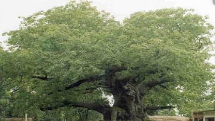 Rahasya: Mystery Behind 7000 Years Old Tree Near Barabanki