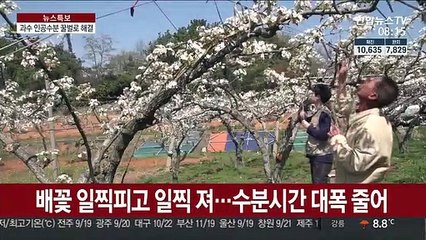 코로나19로 과수 인공수분도 직격탄…꿀벌로 해결