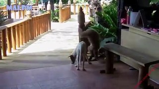 TRY NOT TO LAUGH CHALLENGE - Funniest Monkeys Vs Cats and Dogs Videos Compilation 2017 NEW HD