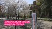 Japan's having to watch sakura season pass them by & it sucks!