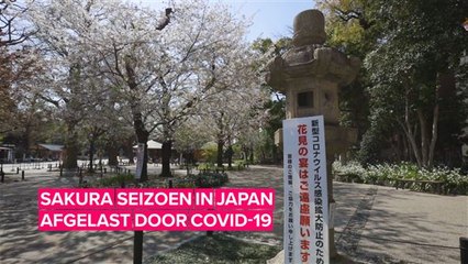 De kersenbloesem in Japan blijven rustig dit jaar