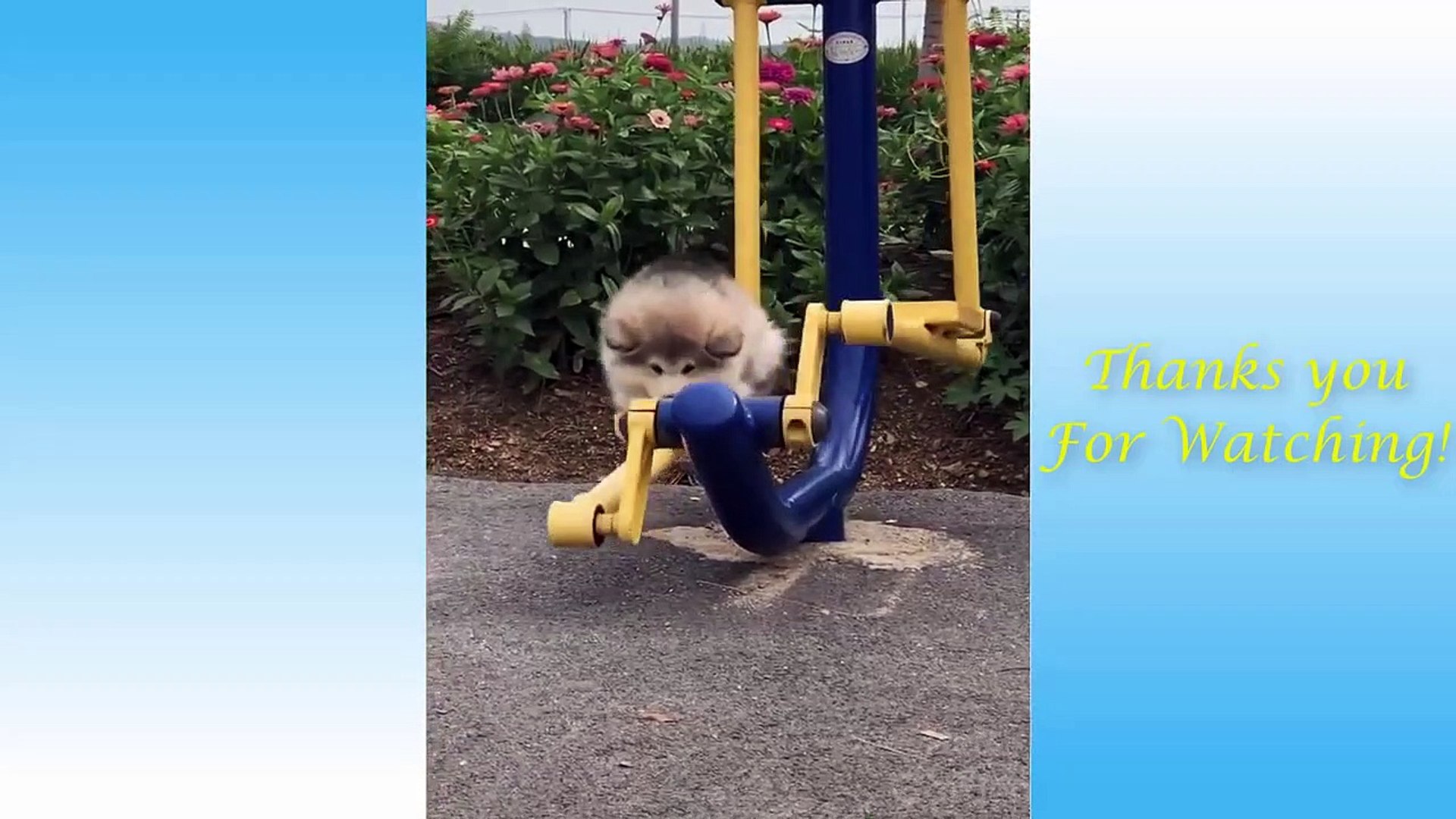 ⁣Cute Pets And Funny Animals Clips