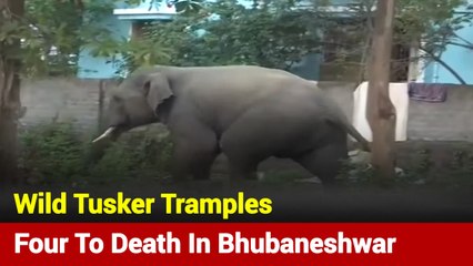 Elephant Mayhem: Wild Tusker Tramples Four To Death In Bhubaneshwar
