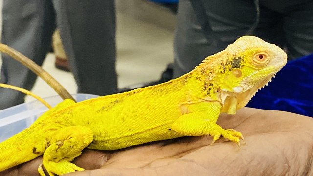 Rare Species Of Monkey, Reptiles And Rodents Seized At Chennai Airport