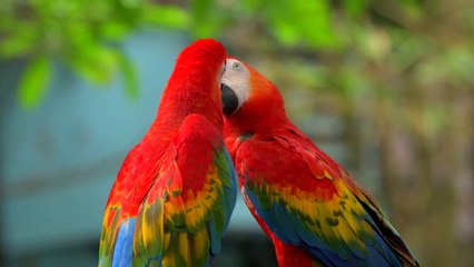 COLOURFUL BIRDS BEAUTIFUL ANIMALS WITH RELAXATION