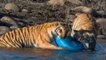 Tigers Captured Eating Plastic Drum in Jim Corbett National Park