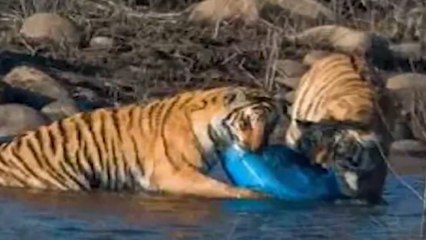 Tigers Captured Eating Plastic Drum in Jim Corbett National Park