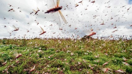 Swarms Of Locusts Spotted In Punjab's Fazilka
