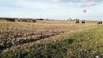 Sarıkamış’ta yılkı atları doğal ortamda görüntülendi