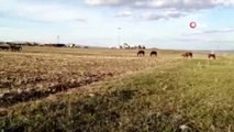 Sarıkamış'ta yılkı atları doğal ortamda görüntülendi