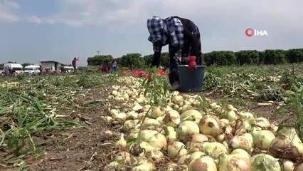 - DRONE) Herkes evinde tarım işçileri soğan tarlasında