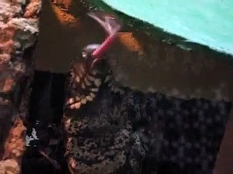 Probabile iguana