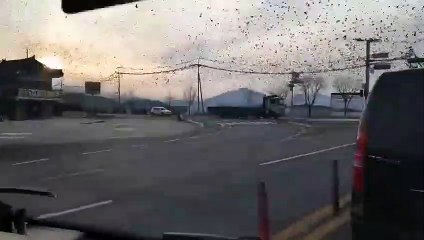 Quạ đen bay đầy trời tại Hàn