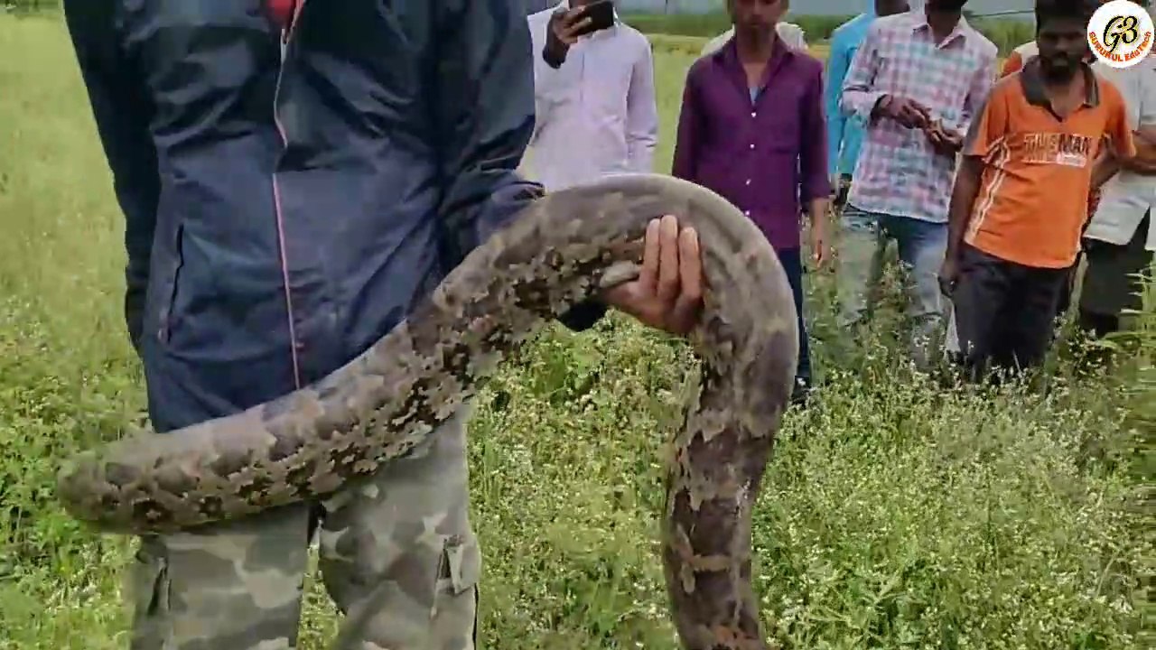 बहोत बरस बाद बेलगाम में मिला यह अजगर साँप.. Python rescued at Sulebhavi Village Belgaum._2