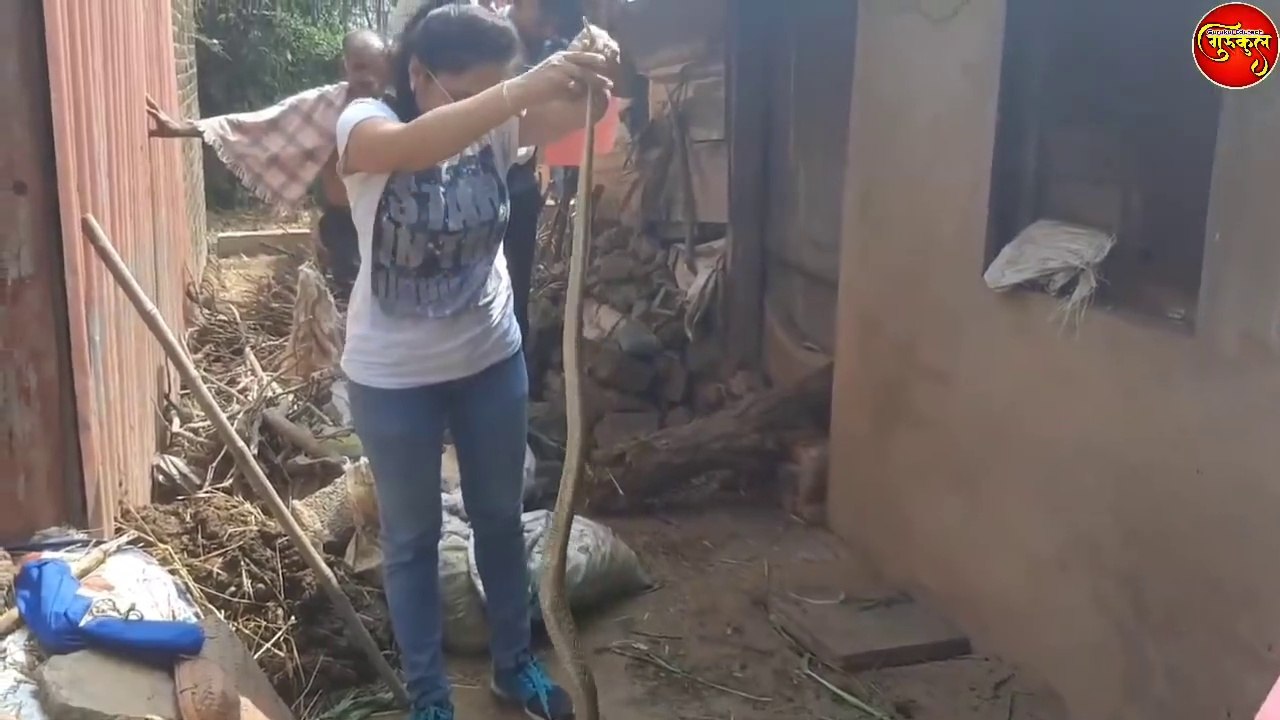 यह नाग तो निर्जरासेभी लंबा था.. Very long Cobra rescued by Nirzara Chitti