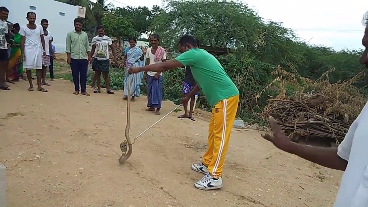 మనిషిని కాటేయాలని చూసిన నీళ్ల సంపులో పడ్డ నాగుపాము, కాపాడిన సాగర్ స్నేక్ సొసైటీ