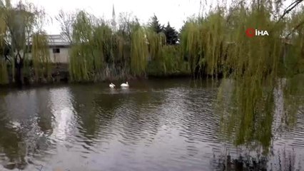 'Haydut'a binlerce kilometre uzaktan yeni arkadaş