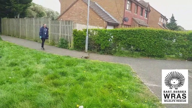 Mother duck and ducklings rescue