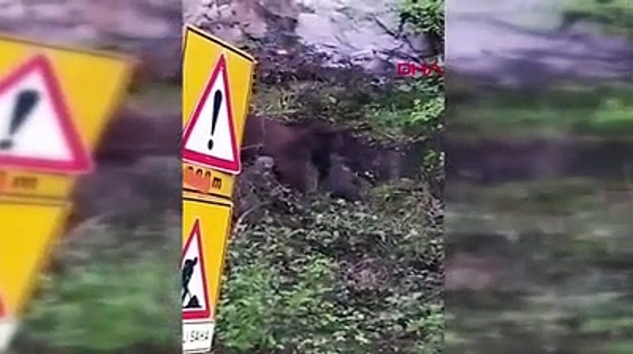 Çamlıhemşin'de ayı ve 2 yavrusu ile karayoluna indi