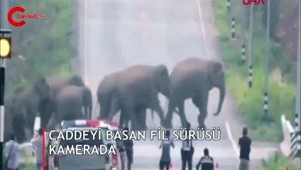 Tayland'da caddeyi basan fil sürüsü kamerada