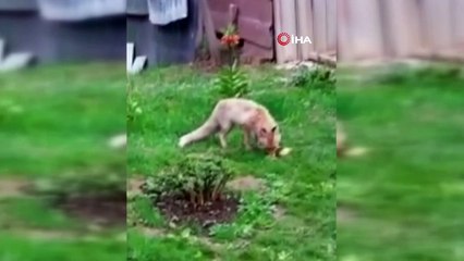 Kediye saldırmak isteyen tilki neye uğradığını şaşırdı