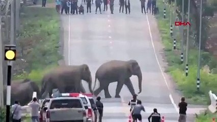 Tayland'da caddeden geçen fil sürüsü kamerada