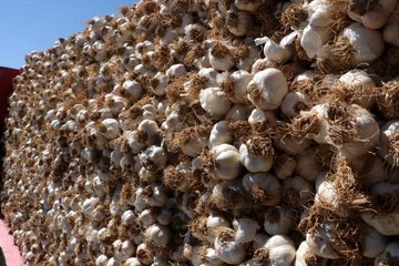 Taşköprü sarımsağının kilogram fiyatı 2 ayda 20 lira artarak 55 lira oldu