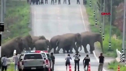 Tayland'da caddeyi fil sürüsü bastı