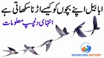 Ababeel ki Apny Bachoun ko Tarbiat,ababeel,ababeel bird,bachon ki tarbiyat,aulad ki tarbiyat,ababil bird,ababil,bachon ki taleem o tarbiat in urdu,bacho ki tarbiyat,bachoun ki tarbiyat kaise karein,bachon ki tarbi