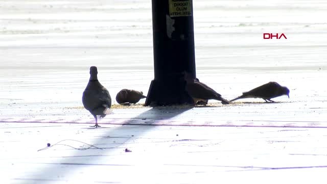 ANTALYA Yasak dışındaki çiftçi üretmeye devam etti