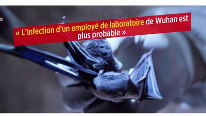 « L’infection d’un employé de laboratoire de Wuhan est plus probable »