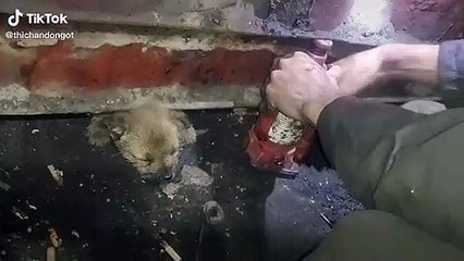Giải cứu chú chó bị kẹt tội nghiệp