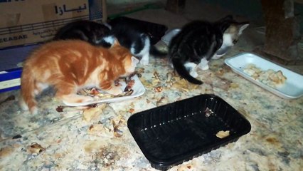 Family Cats Missed Lunch Party