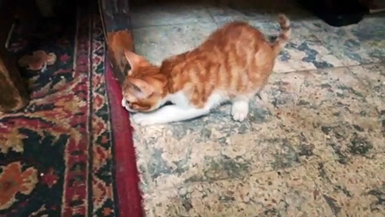 Kitty Was Missing His Play Tube
