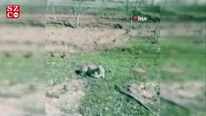 Yorgunluktan bitkin düşen vaşak, Bayburt’ta görüntülendi