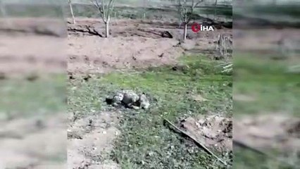 Nesli tükenmekte olan vaşak bitkin düştü...İlk defa gören vatandaş şaşkınlığını gizleyemedi