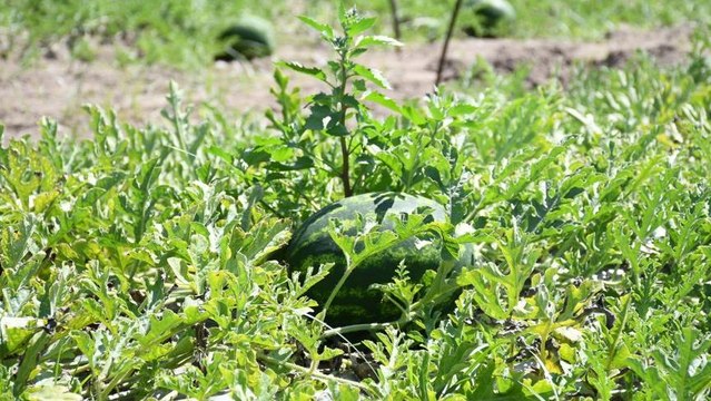 ‘İran karpuzu çiftçiyi mağdur, halk sağlığını tehdit ediyor’