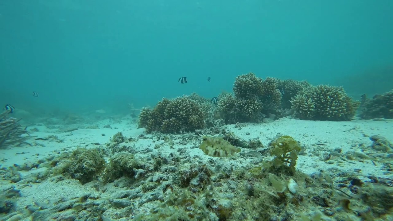 Poisson coffre jaune et à cornes