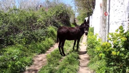 Muğla'da çiftçiler üretime devam ediyor