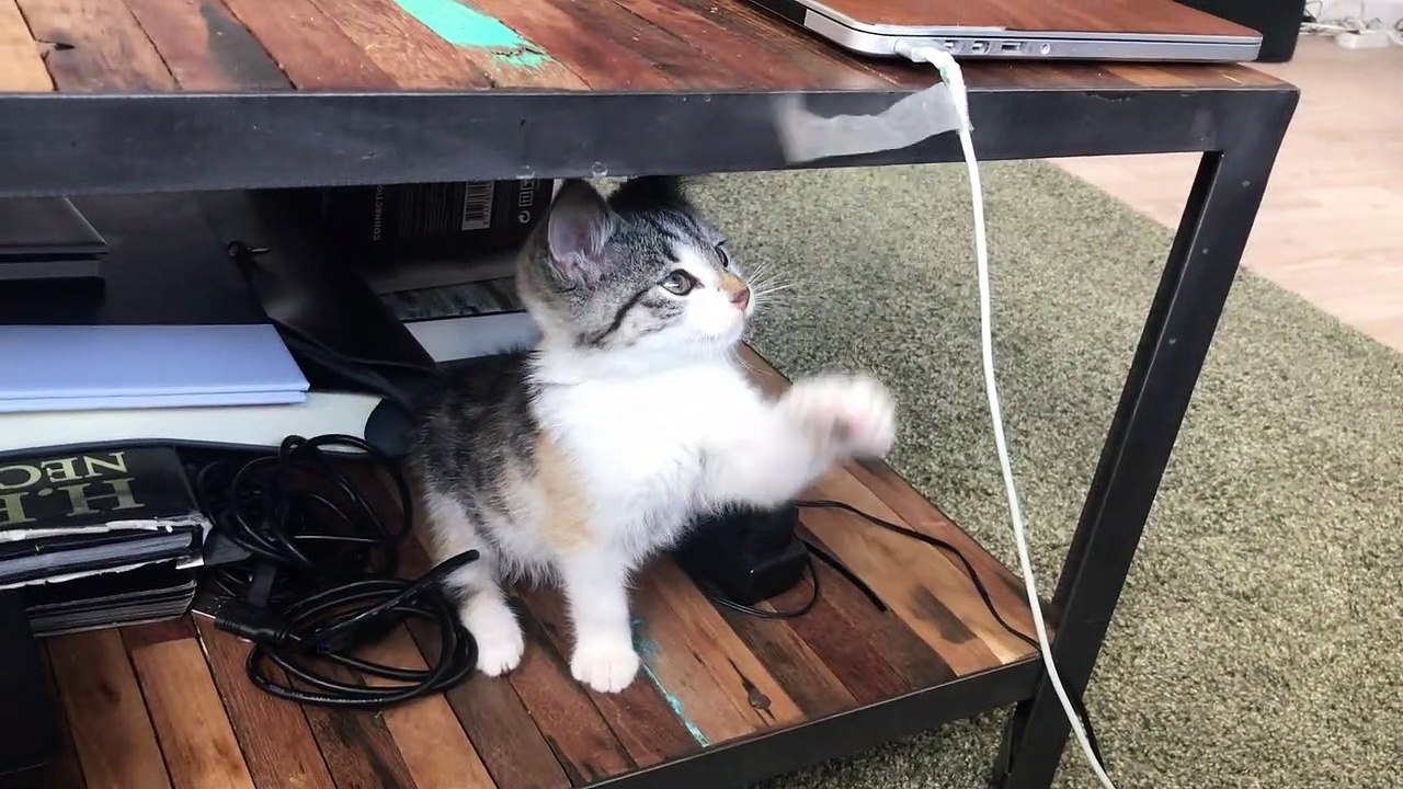 Funny Cat