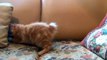 Little Kitten Playing His Toy Mouse