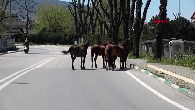 Bursa'da atlar, boş kalan cadde ve sokaklarda gezdi