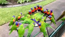 Scores of colourful wild parrots feed off Australian woman's HEAD