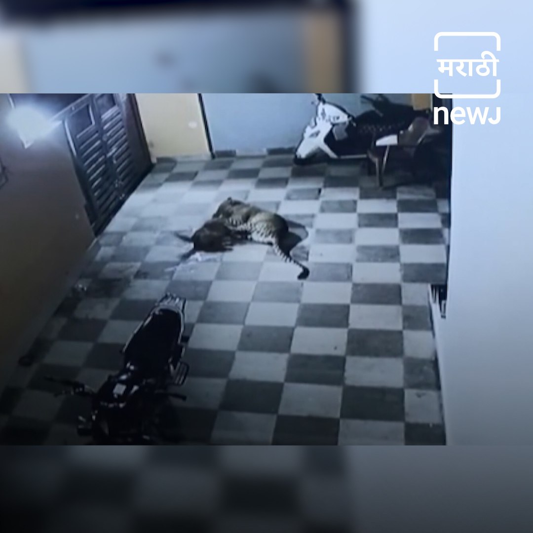⁣Watch: Leopard Enters House, Attacks Pet Dog in Gujarat