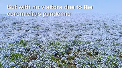 Japan: Millions of flowers in full bloom with no spectators from virus