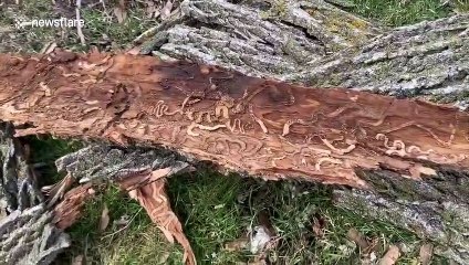 Canadian YouTuber shows damage to trees caused by invasive species of insect