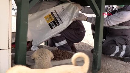 Konya'da sokağa çıkma yasağında hayvanlar unutulmadı